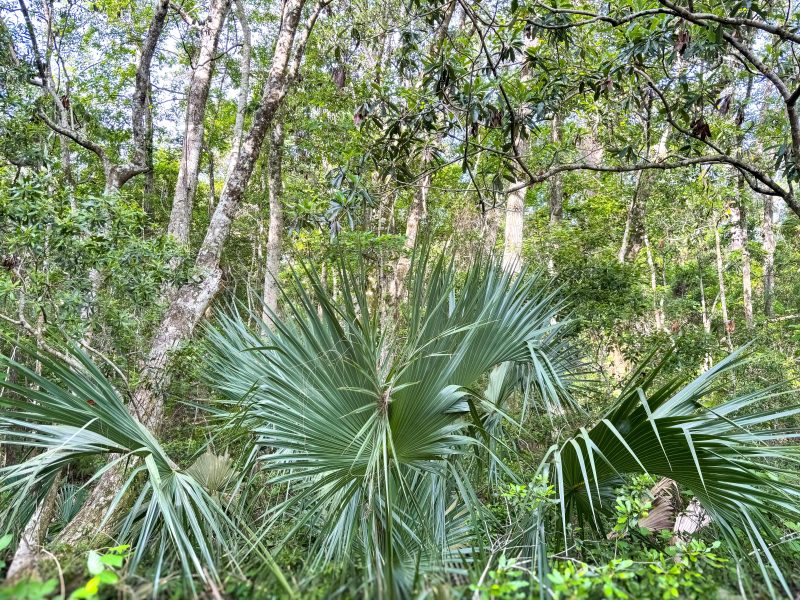 Eden Gardens Flora
