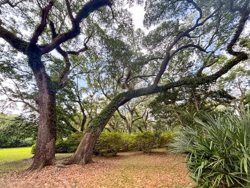 Oaks and Palmetto at Eden Gardens State Park